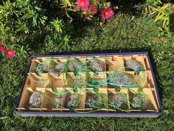 Vanocni retro svetla