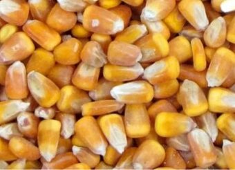 krmná kukuřice s možností dovozu
