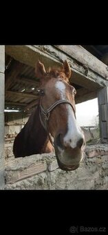 Klisna na lehkou rekreaci i jako společník