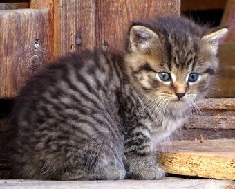 Daruji kočičku - koťátko 12 týdnů