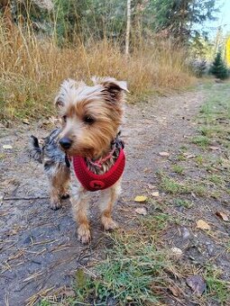 Jorkšírský teriér bez PP - fenka