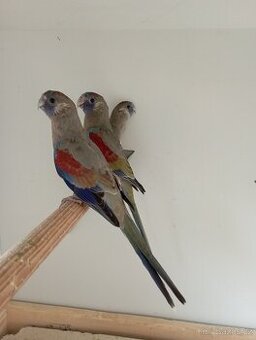 Koupím páry i jednotlivě