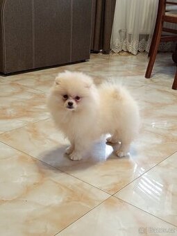 Pomeranian śpic - 1