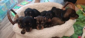 Drsnosrstý trpasličí jezevčík