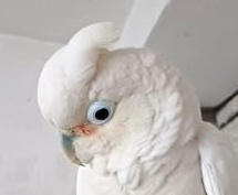 Kakadu Goffinův samec