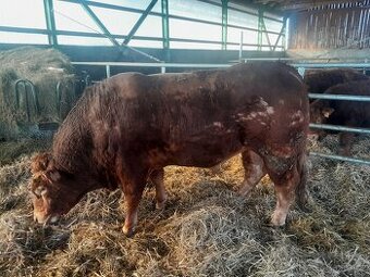 Plemenný býk Limousine