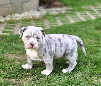 American bully xl