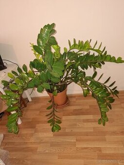Zamioculcas