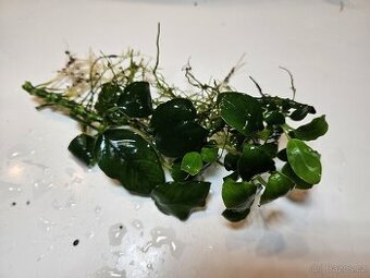 Akvarijni rostliny
