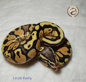Krajta Královská (Python Regius)