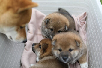 Shiba Inu s PP (průkaz původu)
