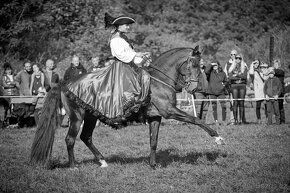 lusitano hřebec