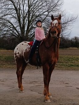 Valach Appaloosa - 1