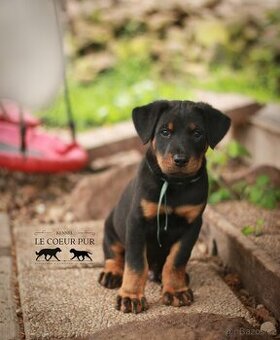 Beauceron - štěňátka k rezervaci