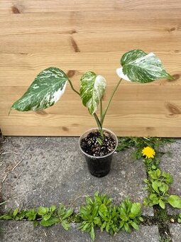 Monstera albo variegata