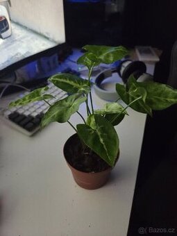 Syngonium