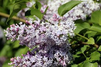 Syringa meyeri Palibin serik skalkovy