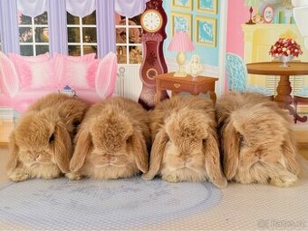 MINILOP - zakrslý beránek anglického typu