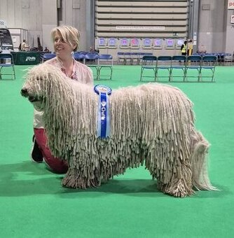 Komondor s PP
