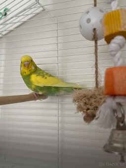 Prodám pár andulek s klecí