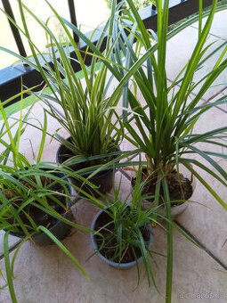 Sada travin, 4 druhy 5 kusů