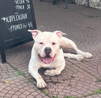 Krytí American Bully standard