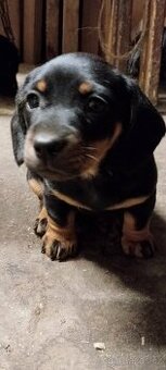 Štěně jezevčíka