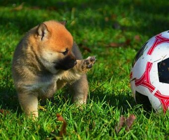 SHIBA INU - nádherne veselé šteniatka