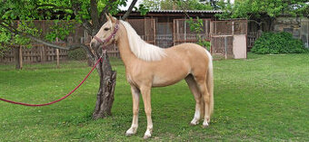 PRODÁM KOBYLKU ČESKÝ SPORTOVNÍ PONY, NAROZENOU