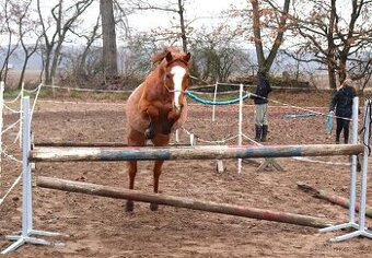 Welsh pony klisna