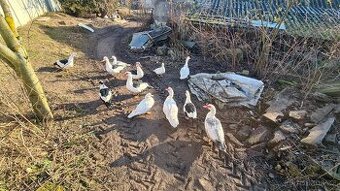 Kachna pižmová - pižmovka - 1