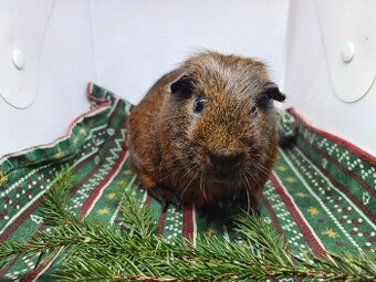 Sameček morčete s PP ihned k odběru