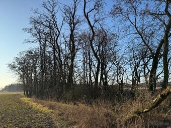 Prodám lesní pozemek v k. ú. Radouň - 1