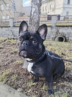 Prodám francouzský Buldoček