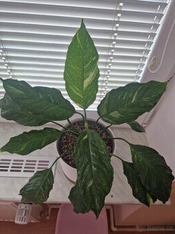 Lopatkovec 'Diamond' variegata