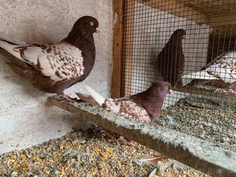 Polsky rys cerveny šupinatý