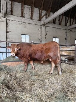 Plemenný býk Limousine IIL-318 Charisma