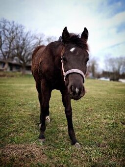 AQH smoky black klisna