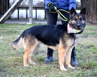 GRACIA K ADOPCI - 3,5 ROKU,KONTAKTNÍ,PŘÁTELSKÁ,HRAVÁ - 1