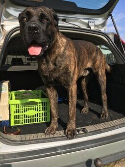 Cane corso