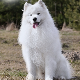 Samojed štěňátka s PP, rezervace