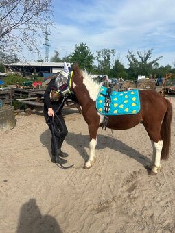 Pony valach