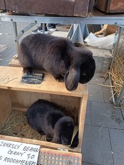 Zakrslý králík černý beran