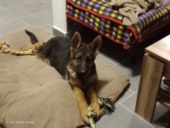 Německý ovčák štěňata