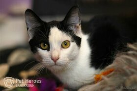 Maverick ❤ citlivý krasavec ❤