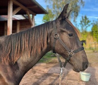 Karačajevský kůň | roční valach