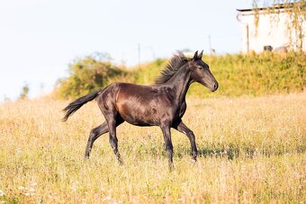 Karačajevský kůň | roční valach