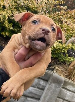 Americký pitbulteriér