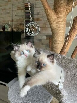 Koťátka Ragdoll - 1