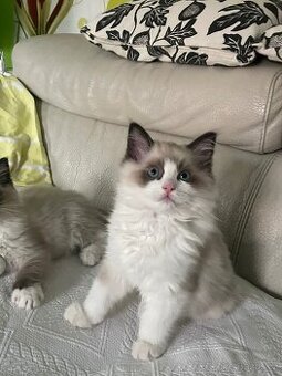 Koťátko Ragdoll
